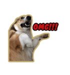 Cookie The Corgi Dog（個別スタンプ：3）