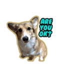 Cookie The Corgi Dog（個別スタンプ：5）