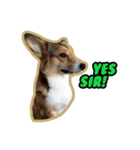 Cookie The Corgi Dog（個別スタンプ：6）