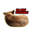 Cookie The Corgi Dog（個別スタンプ：7）