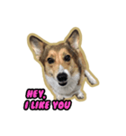 Cookie The Corgi Dog（個別スタンプ：11）