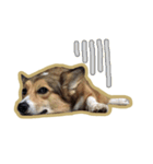 Cookie The Corgi Dog（個別スタンプ：12）
