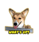 Cookie The Corgi Dog（個別スタンプ：13）