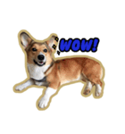 Cookie The Corgi Dog（個別スタンプ：15）