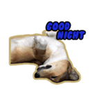 Cookie The Corgi Dog（個別スタンプ：16）