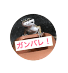 うちのレオパちゃん（個別スタンプ：7）