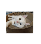 まいにち  猫（個別スタンプ：1）