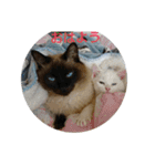 まいにち  猫（個別スタンプ：2）