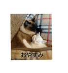 まいにち  猫（個別スタンプ：3）