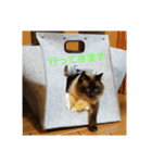 まいにち  猫（個別スタンプ：4）