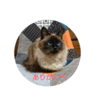 まいにち  猫（個別スタンプ：5）