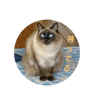 まいにち  猫（個別スタンプ：7）