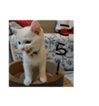 まいにち  猫（個別スタンプ：9）