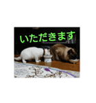 まいにち  猫（個別スタンプ：10）