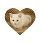 まいにち  猫（個別スタンプ：13）