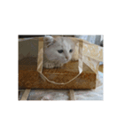 まいにち  猫（個別スタンプ：16）