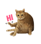 MeowWu（個別スタンプ：5）
