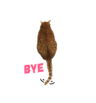 MeowWu（個別スタンプ：6）
