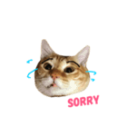 MeowWu（個別スタンプ：9）