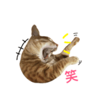 MeowWu（個別スタンプ：11）