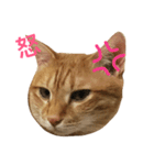 MeowWu（個別スタンプ：12）