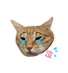 MeowWu（個別スタンプ：13）