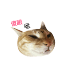 MeowWu（個別スタンプ：14）