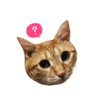 MeowWu（個別スタンプ：15）