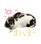 自慢のウサギスタンプ（個別スタンプ：1）