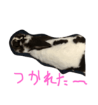 自慢のウサギスタンプ（個別スタンプ：3）