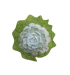 succulent plants.（個別スタンプ：2）