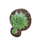 succulent plants.（個別スタンプ：3）