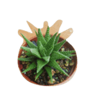 succulent plants.（個別スタンプ：4）