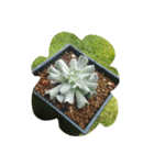 succulent plants.（個別スタンプ：7）