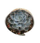 succulent plants.（個別スタンプ：8）