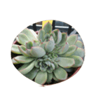 succulent plants.（個別スタンプ：12）