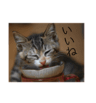 猫のマカロン（個別スタンプ：1）