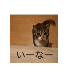 猫のマカロン（個別スタンプ：3）