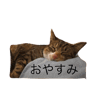 猫のマカロン（個別スタンプ：4）