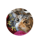 猫のマカロン（個別スタンプ：6）
