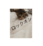 猫のマカロン（個別スタンプ：7）