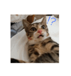 猫のマカロン（個別スタンプ：10）