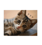 猫のマカロン（個別スタンプ：11）