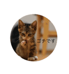 猫のマカロン（個別スタンプ：12）