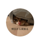 猫のマカロン（個別スタンプ：13）