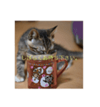 猫のマカロン（個別スタンプ：14）