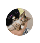 猫のマカロン（個別スタンプ：16）