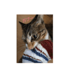 猫のマカロン（個別スタンプ：18）