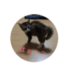 猫のマカロン（個別スタンプ：19）