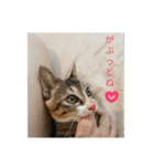 猫のマカロン（個別スタンプ：21）